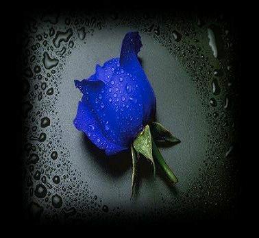 blue rose in rain