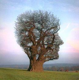 tree shaped like head